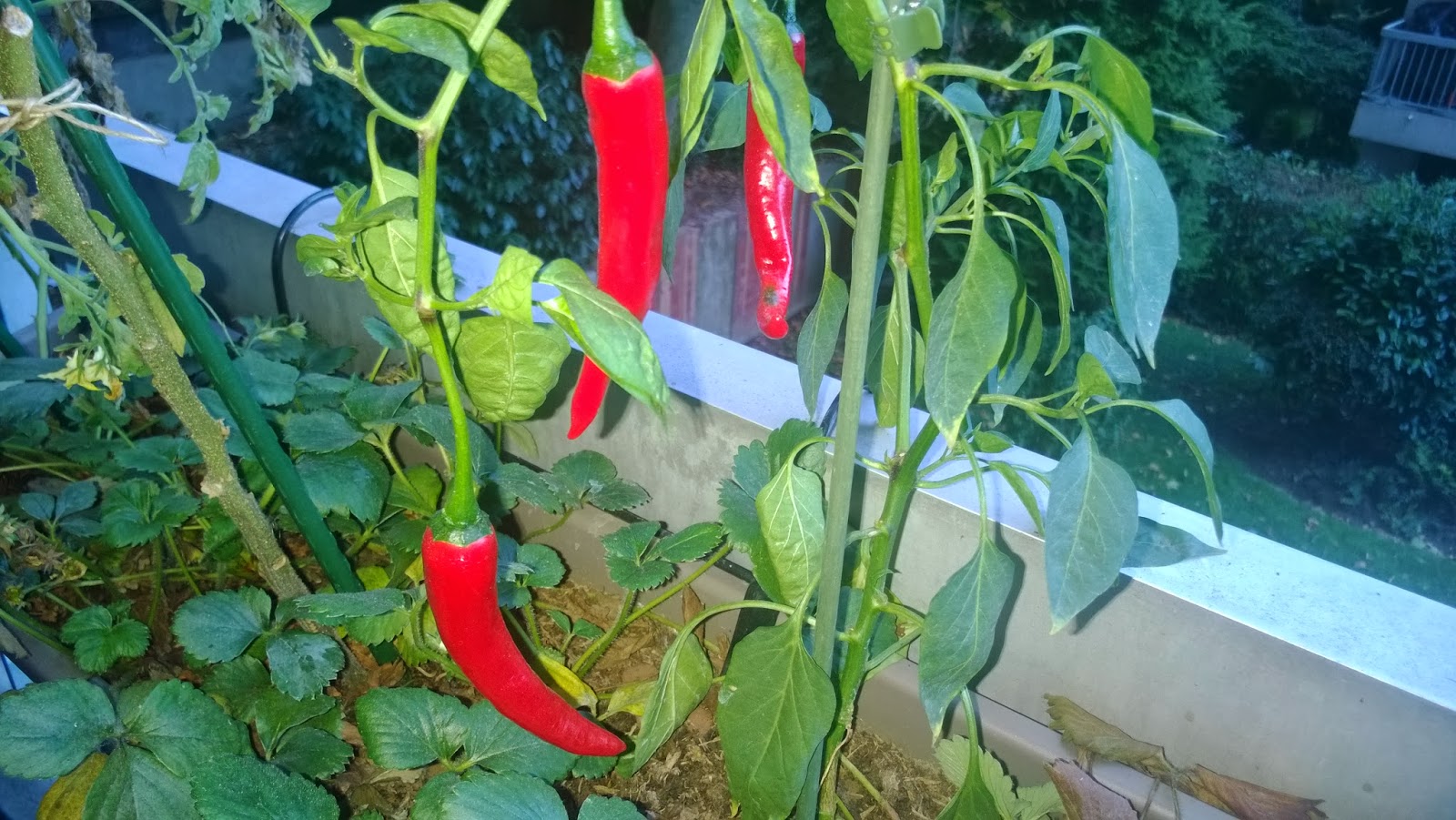 Suivez le lapin blanc: Pourquoi le piment nous brûle la langue ?