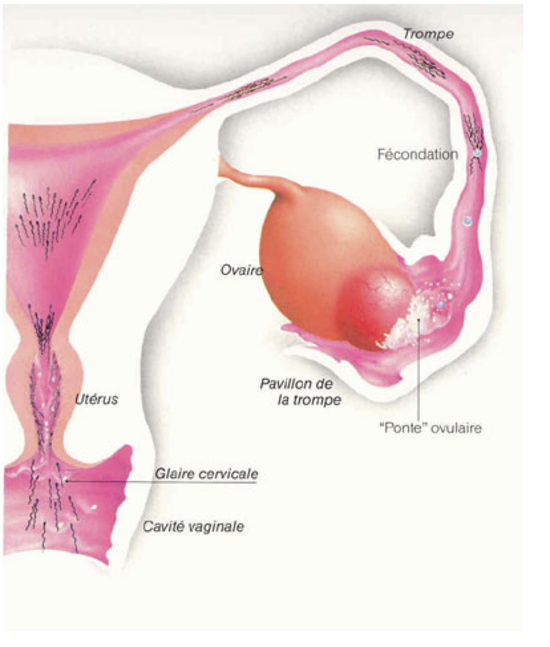 Etre maman - Tomber enceinte - Le blog d'une maman, bons ...