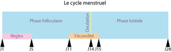 Période d'ovulation : calculer sa date d'ovulation facilement