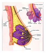 Pathologies bénignes des seins