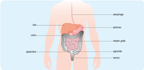 Reconnaître le syndrome de l'intestin irritable | ameli.fr ...