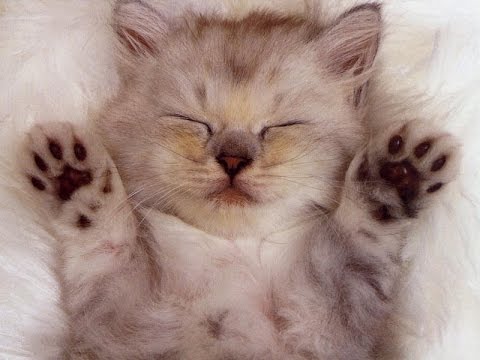 Ultimate Cutest Kittens Videos Ever On Youtube Compilation - YouTube
