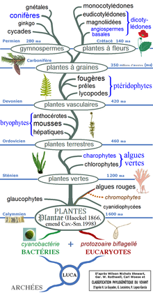 Histoire évolutive des végétaux — Wikipédia