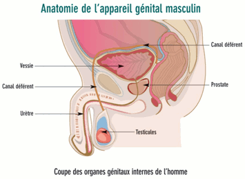 PILULES PROSTATE - QIAN LIE KANG WAN - KAI KIT WAN - Judith ...