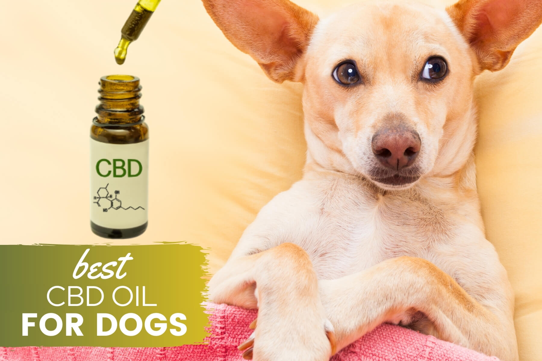 Best CBD Oil For Dogs: A Cure For Arthritis, Anxiety, Pain &amp; More? (Reviews  &amp; Guide) - Canine Bible